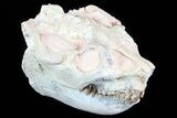 Beautiful Oreodont (Leptauchenia) Skull #77819-2